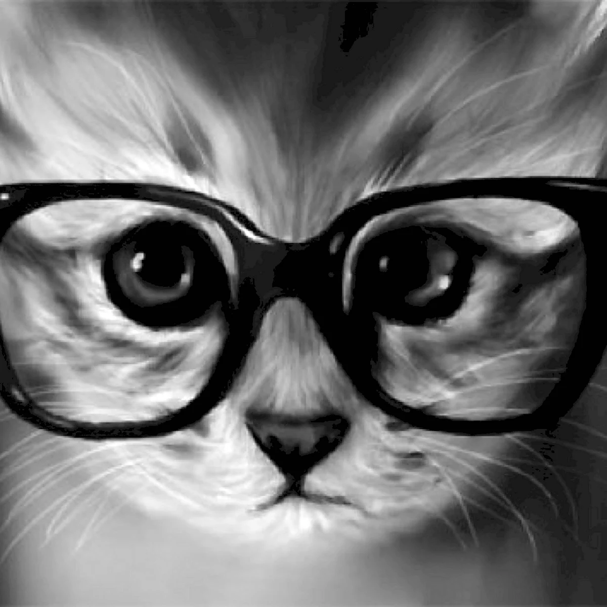 Кот в очках