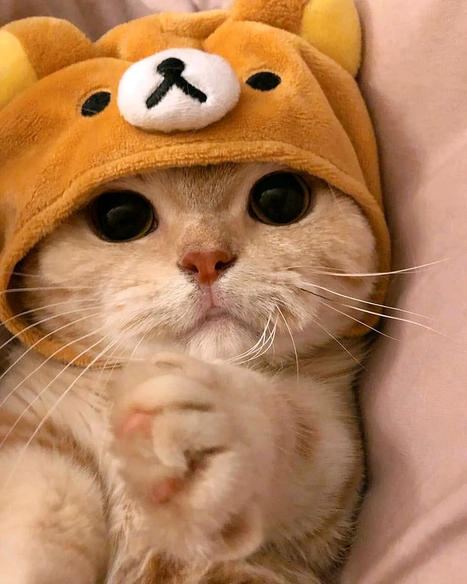 Котики милые в шапочках