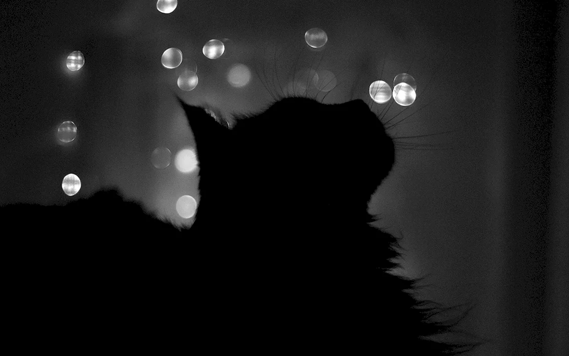 Кот в темноте