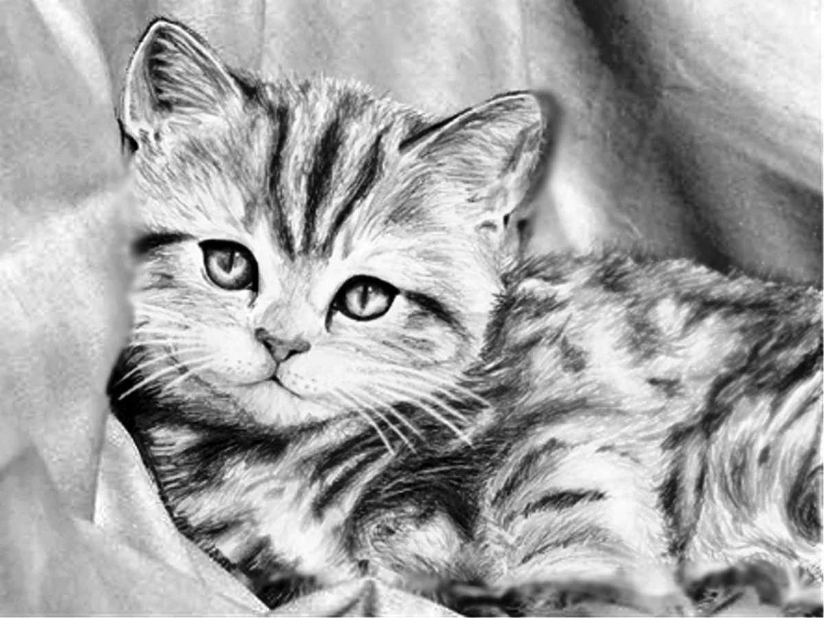 Котенок рисунок