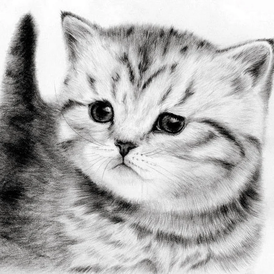 Милые котята рисунки карандашом