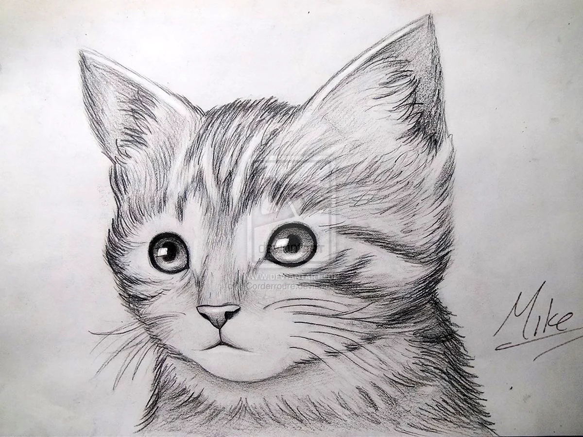 Котик рисунок простой