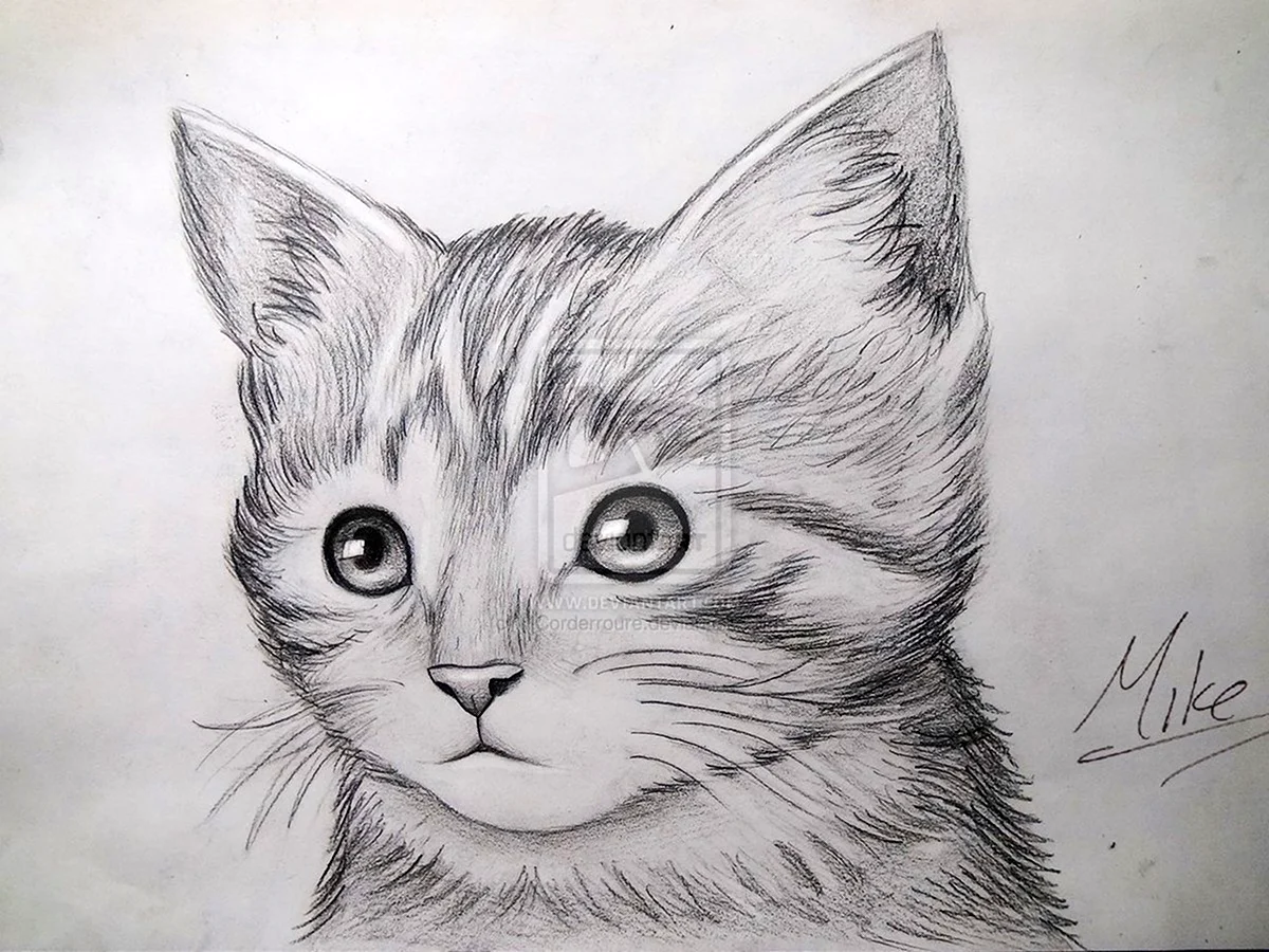 Котик карандашом