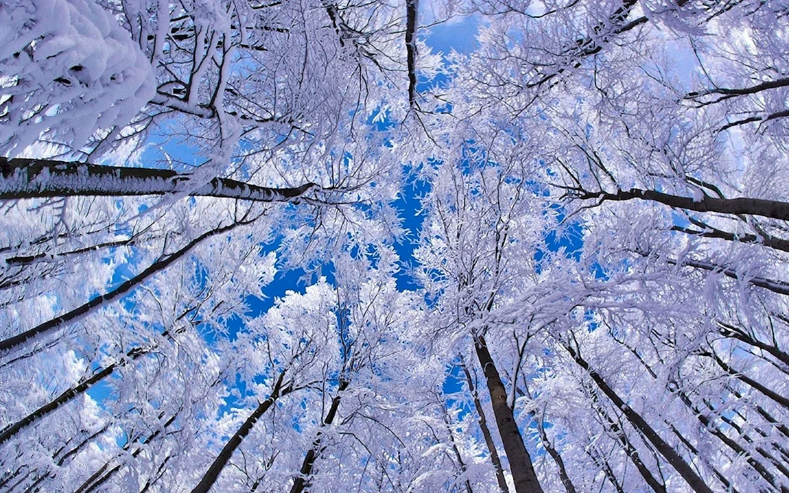 Красивая зима
