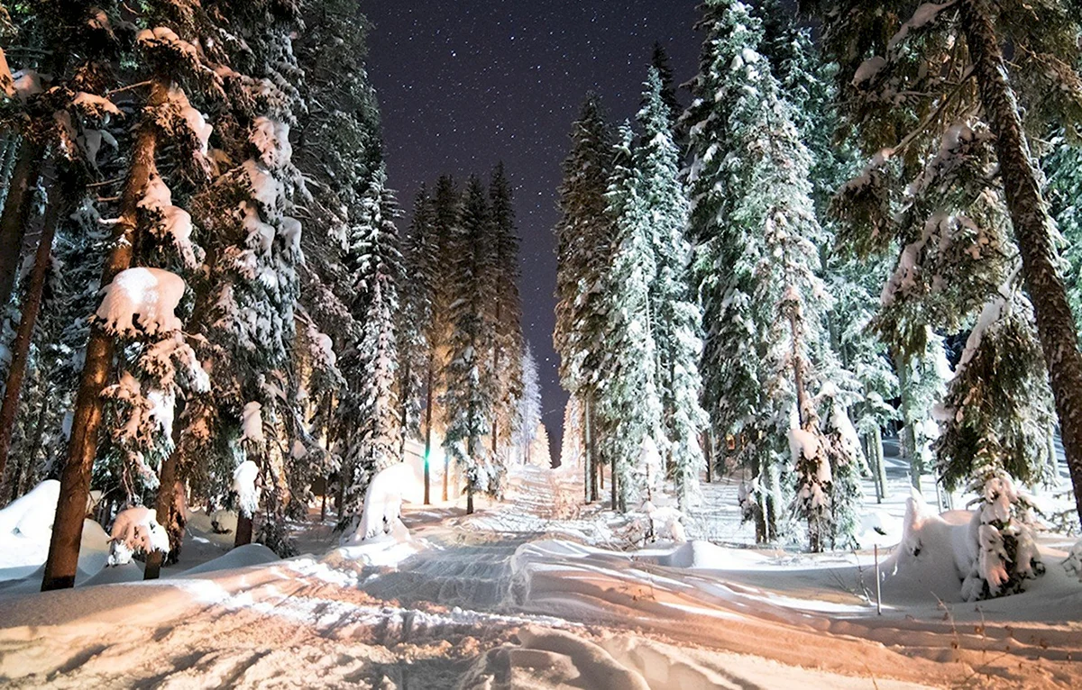 Картинки зимнего леса