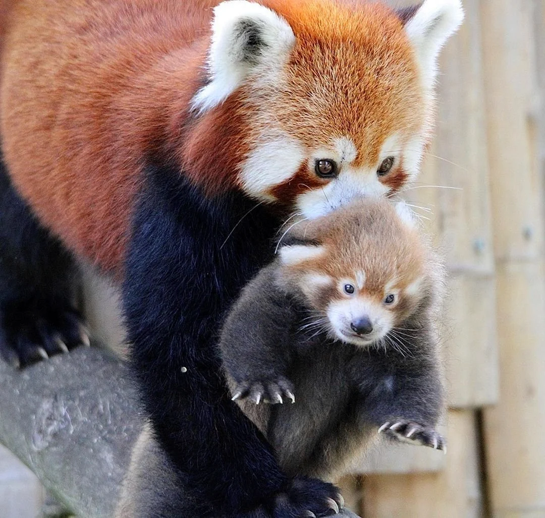 Красная панда детеныш