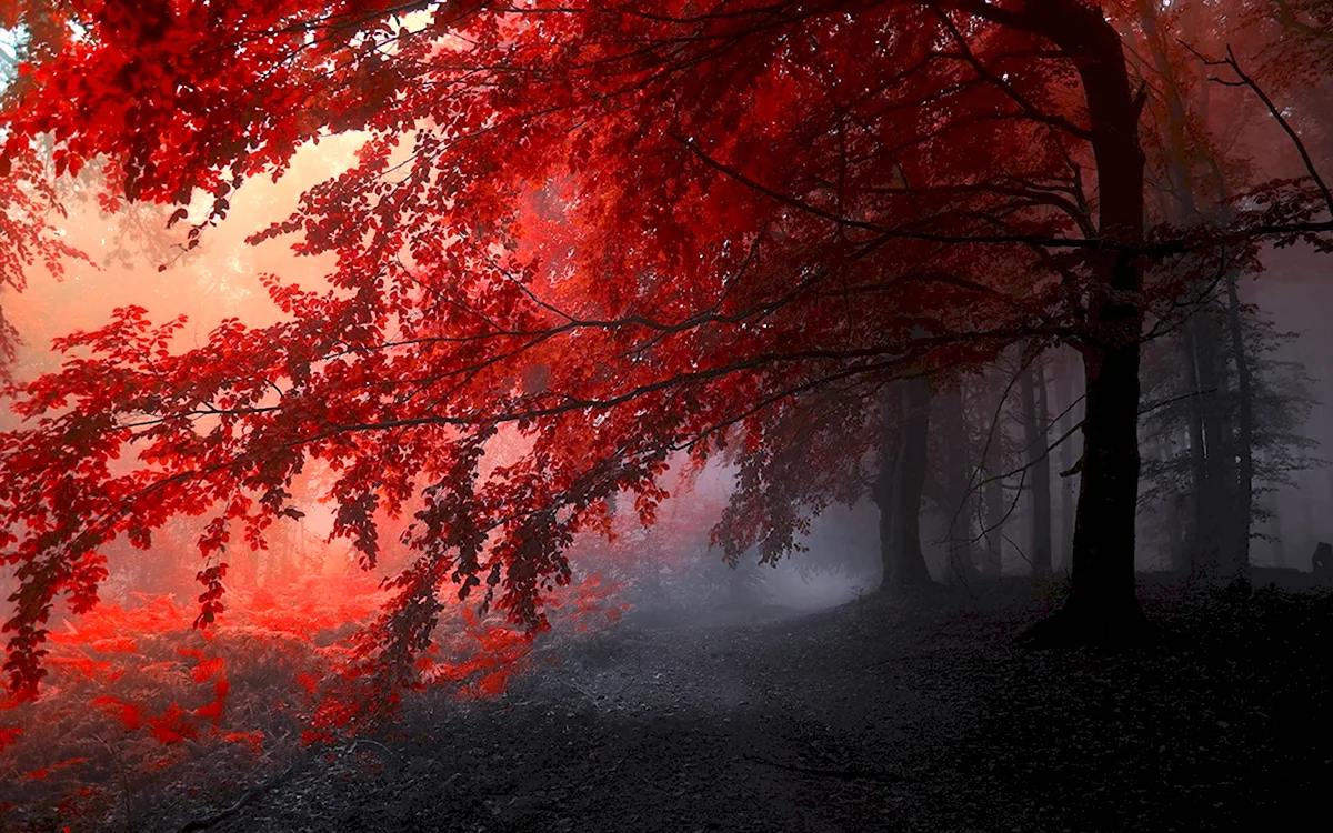 Красный осенний лес