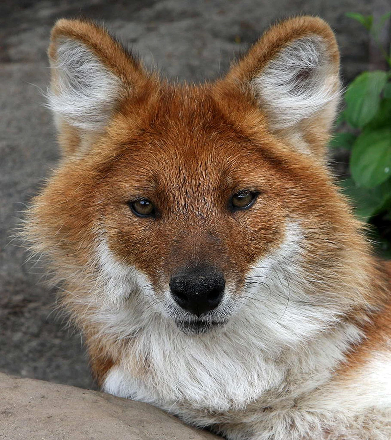 Красный волк