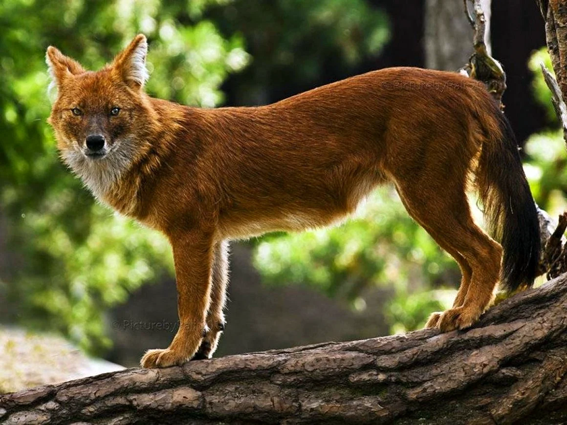 Красный волк cuon Alpinus