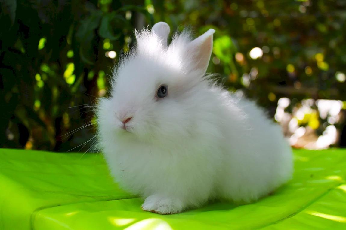Белый пушистый кролик