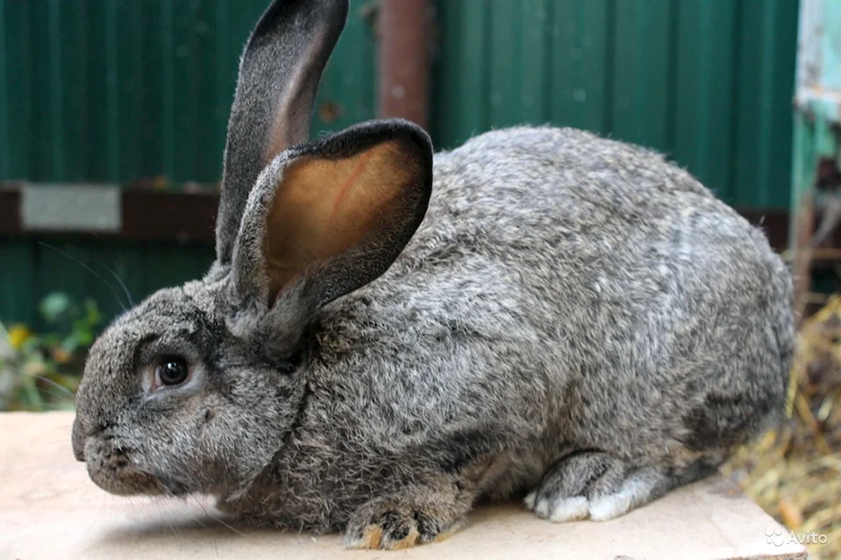 Rabbit is grey