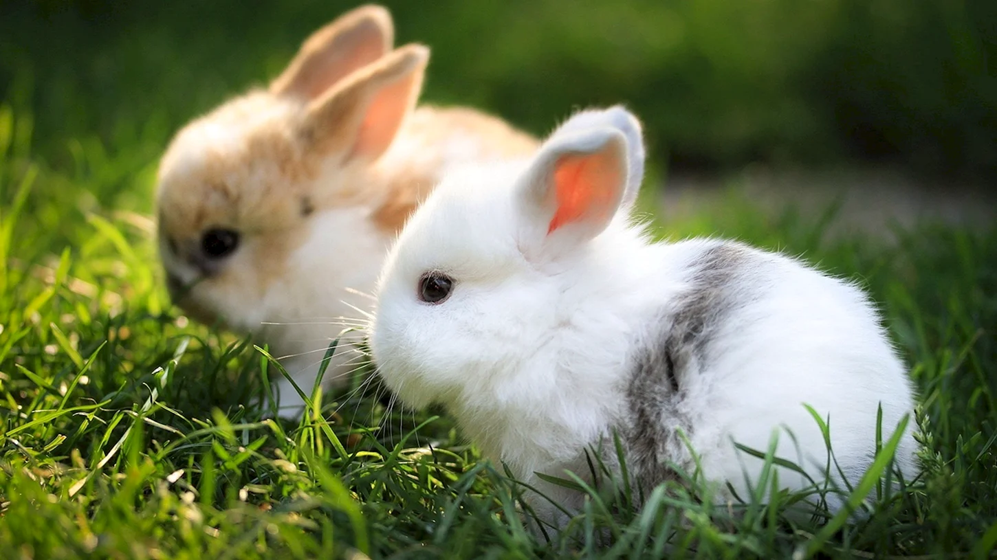 Красивые кролики обои