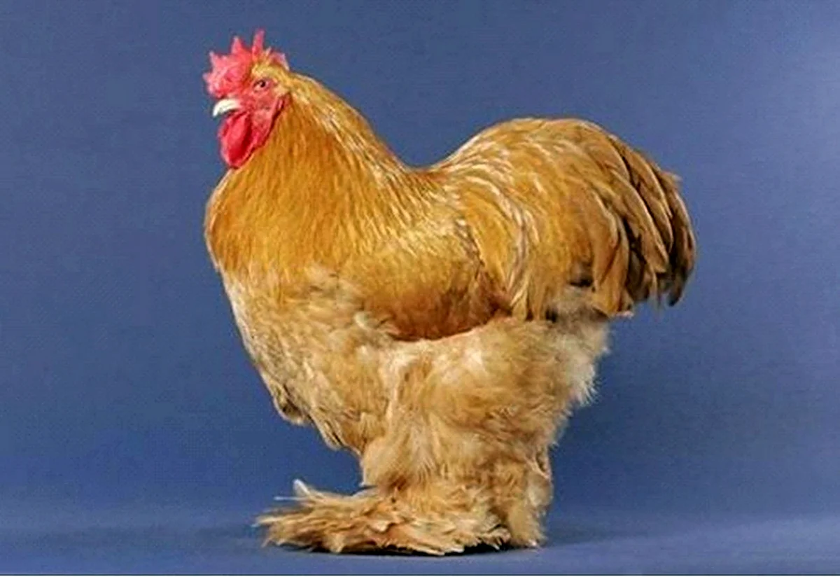 Курица