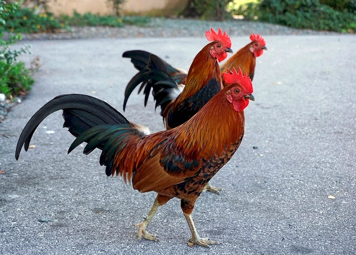 Куры русский Королек