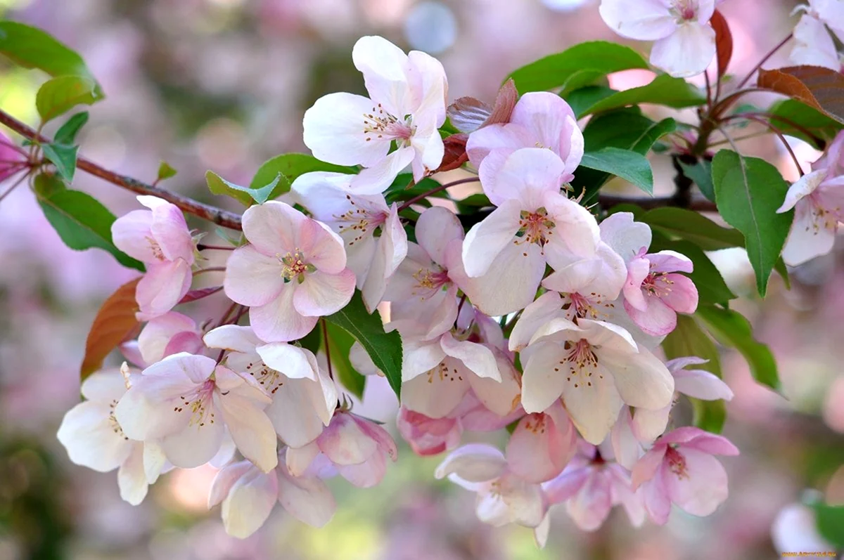 Весной красиво цветут яблони