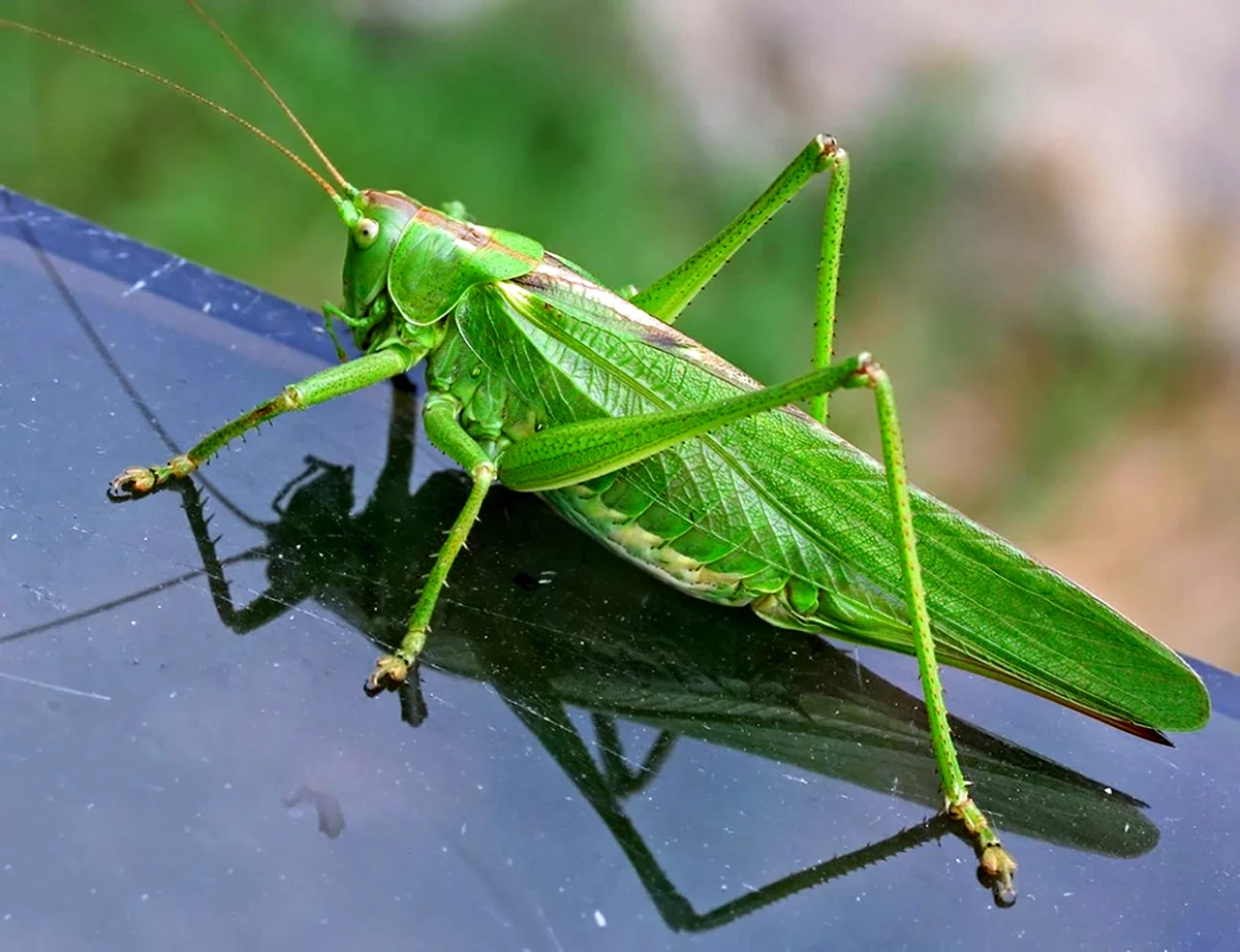 Кузнечик Tettigonia viridissima