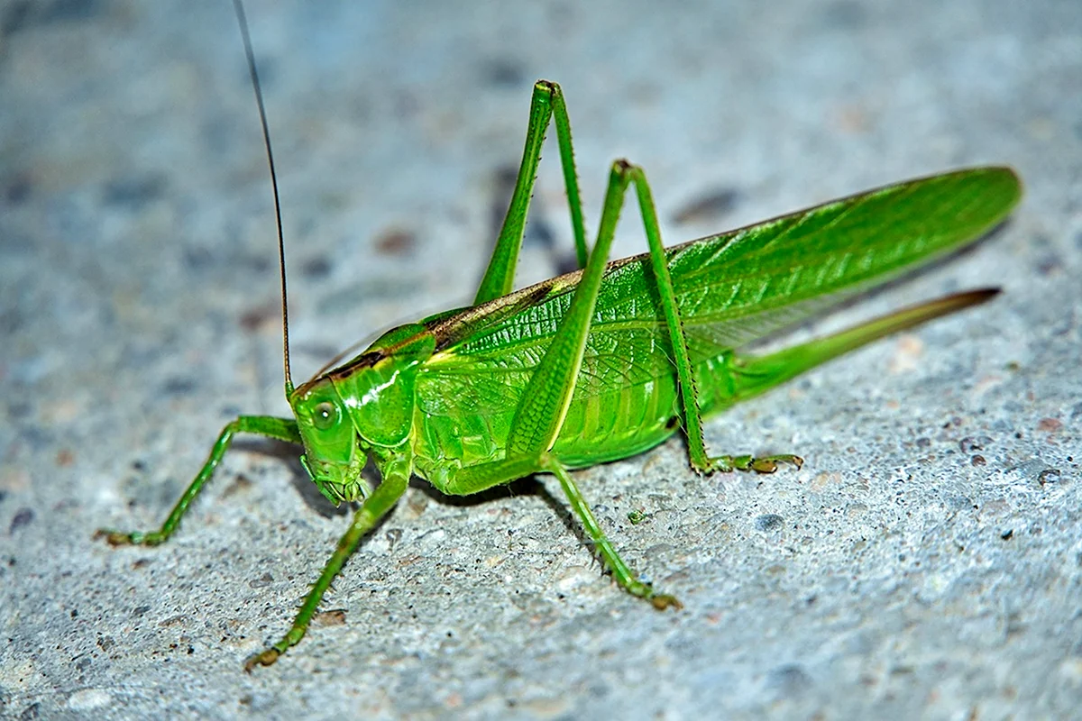 Кузнечик зеленый Tettigonia viridissima