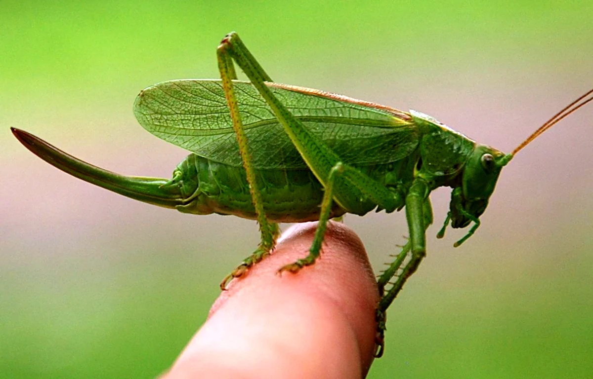 Углокрылый кузнечик. Кузнечик зеленый (Tettigonia viridissima). Эквадорский шипоголовый кузнечик. Яйцеклад саранчи.