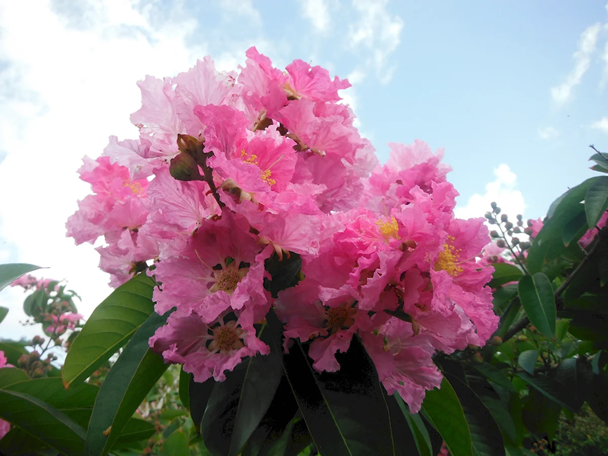 Lagerstroemia speciosa Лагерстрёмия