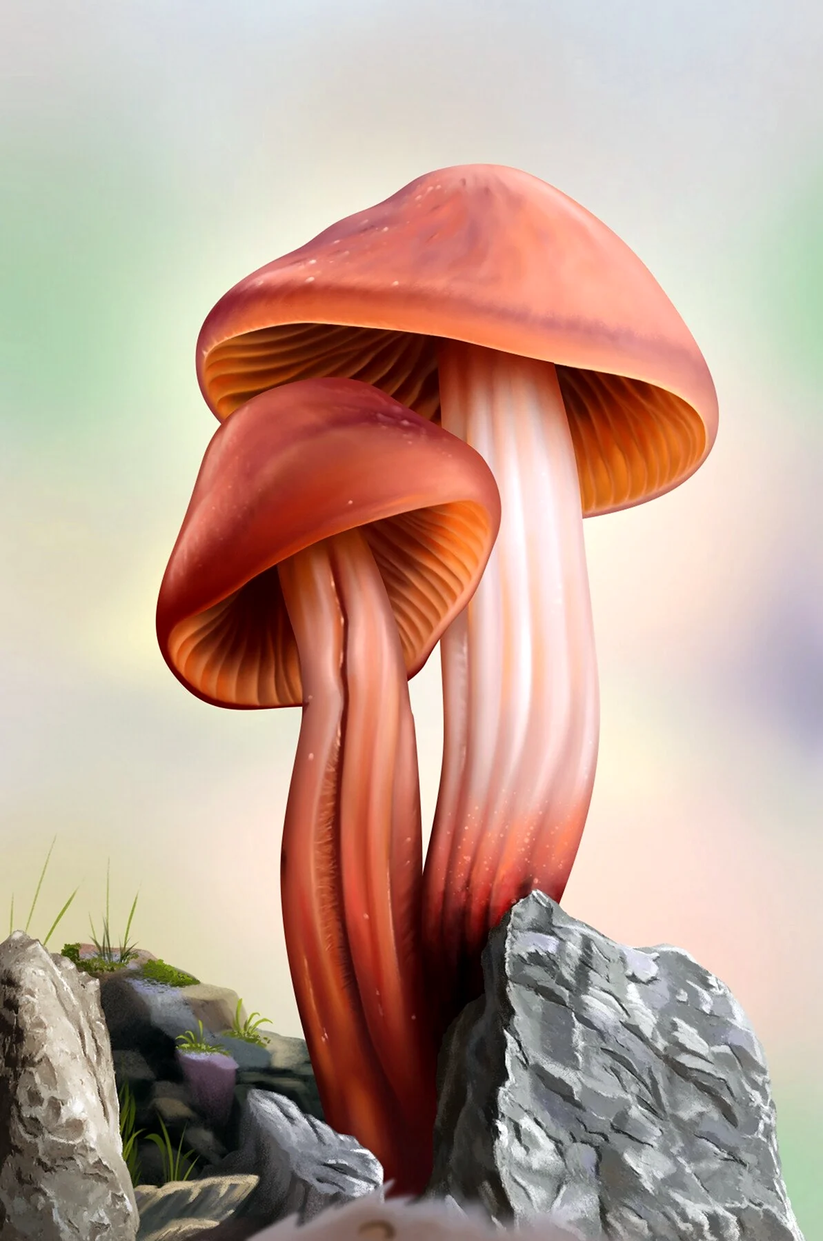 Лаковица гриб