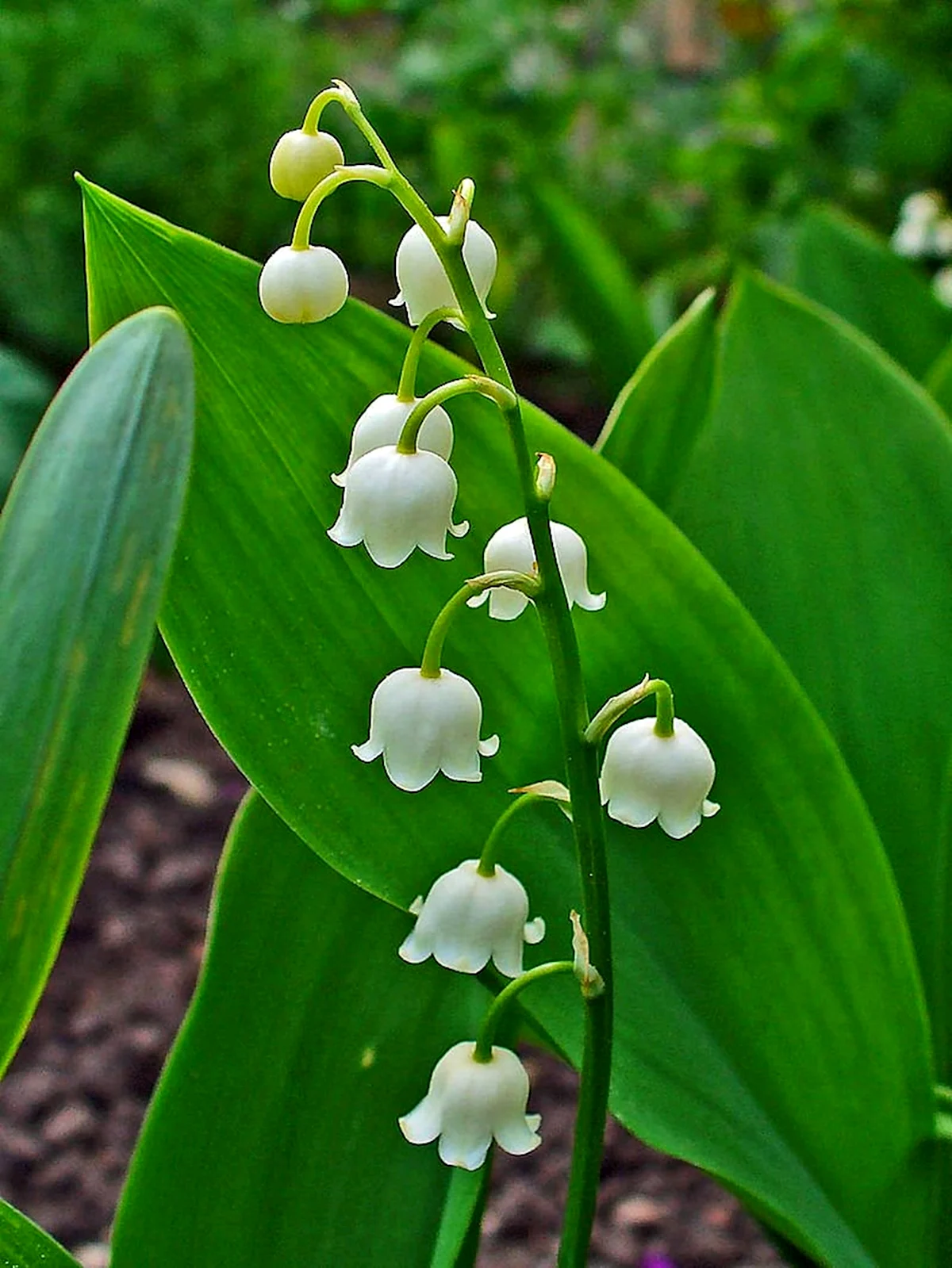 Ландыш Convallaria Majalis