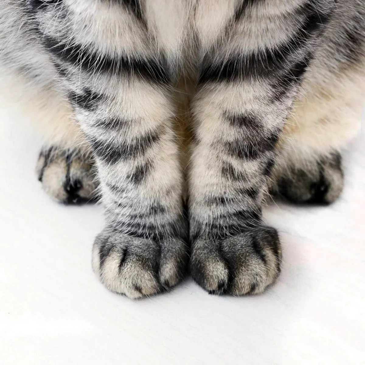 Лапка кота