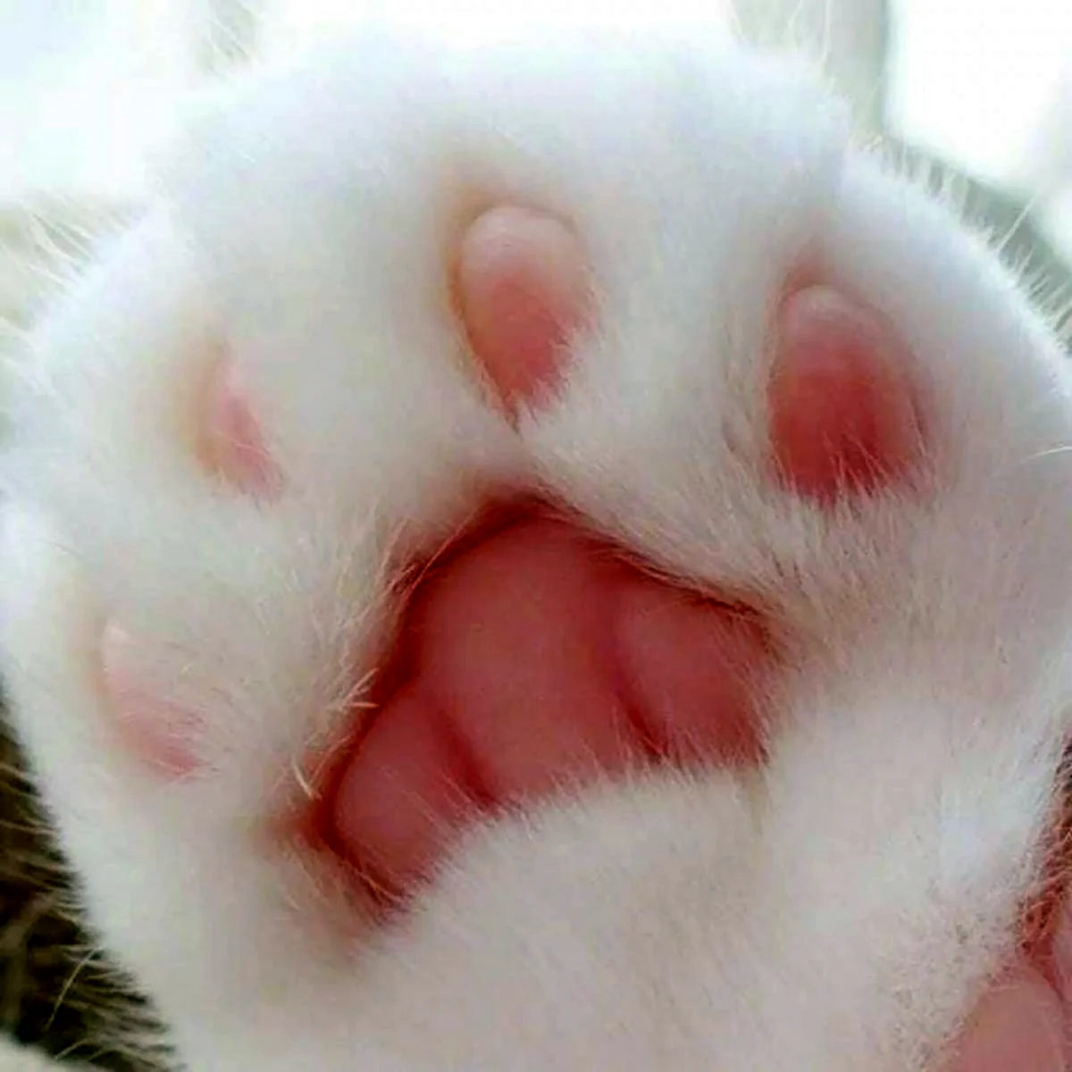 Лапка котика
