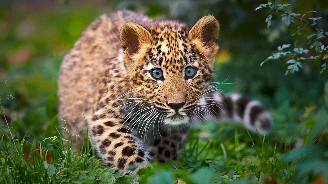 Зеленчатый леопард