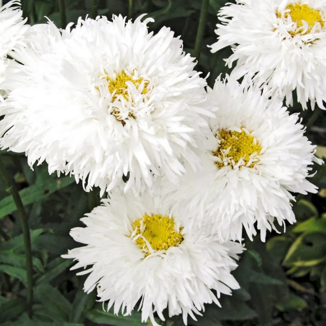 Leucanthemum Crazy Daisy