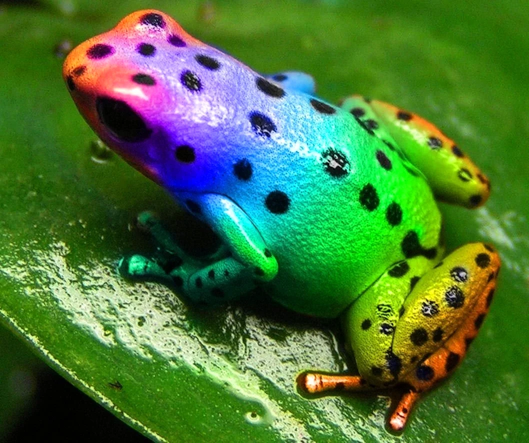 Разноцветные лягушки