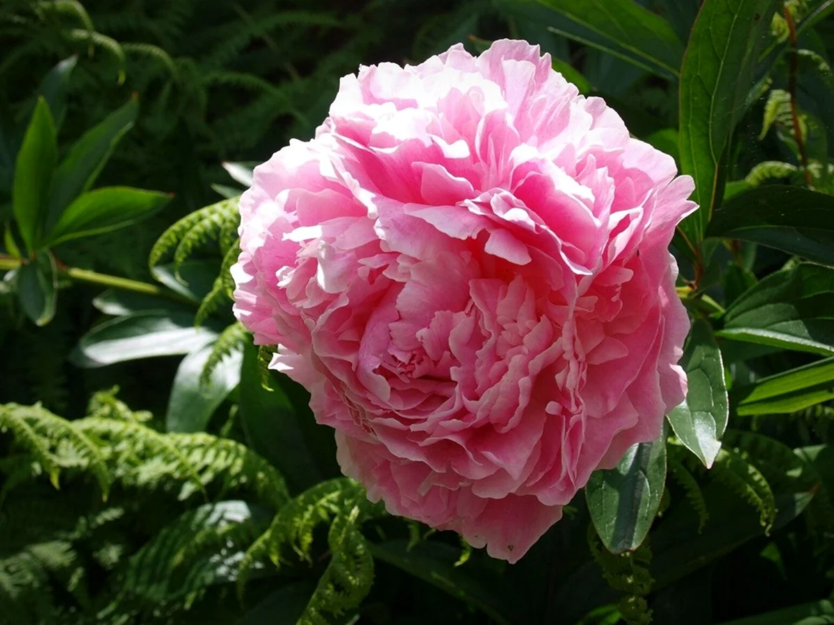 Paeonia lactiflora 'Sarah Bernhardt'. Пион травянистый топ брасс. Bujori.