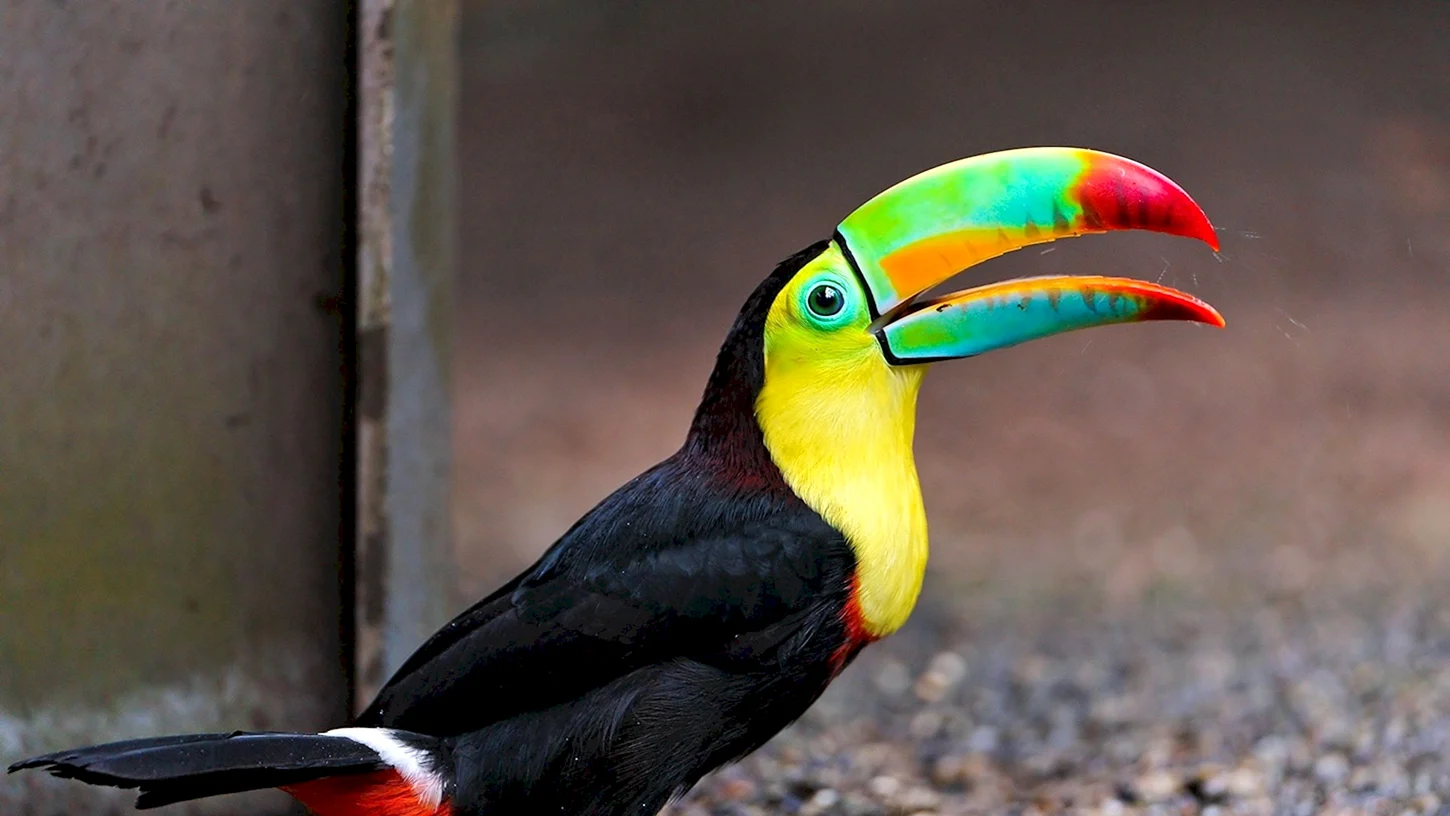 Птица с разноцветным клювом