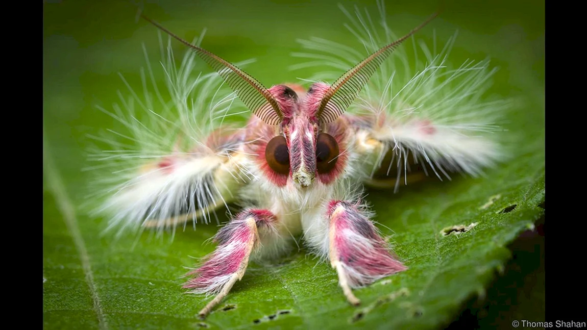 Самые красивые насекомые