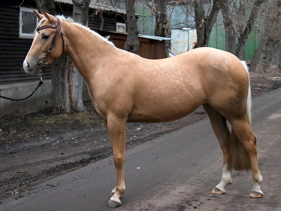 Лошадь породы Кватерхорс жеребенок