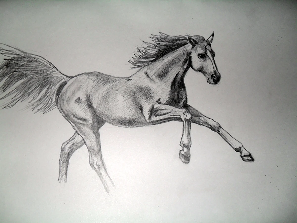 Лошадь рисунок