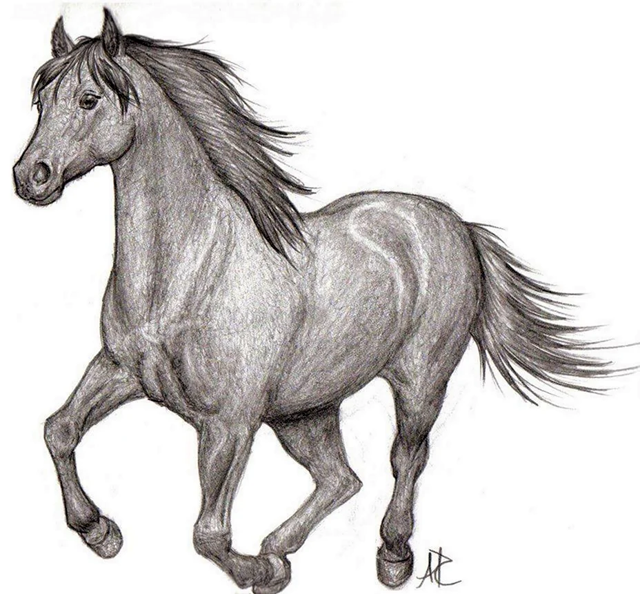 Лошадь рисунок
