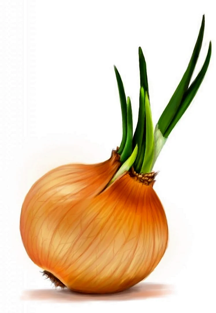 Лук