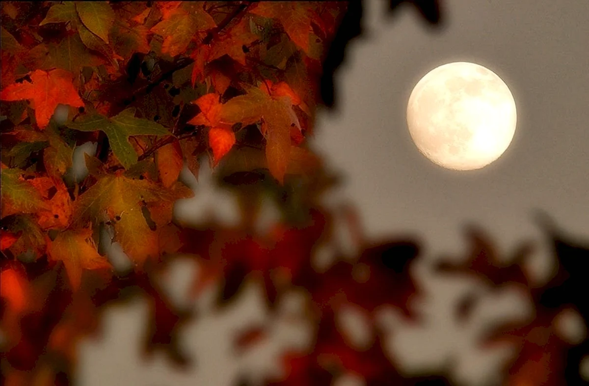 Осенняя луна