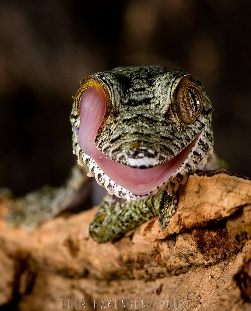 Зубы сидят в ячейках у ящерицы. Uroplatus fimbriatus. Мадагаскарский плоскохвостый геккон. Мадагаскарский Земляной геккон. Геккон уроплятус.