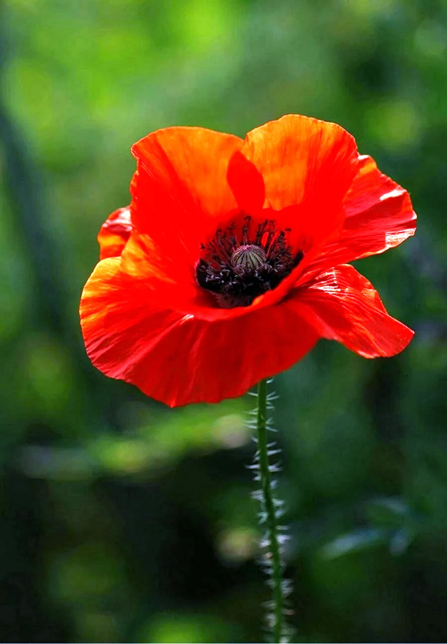 Мак Papaver