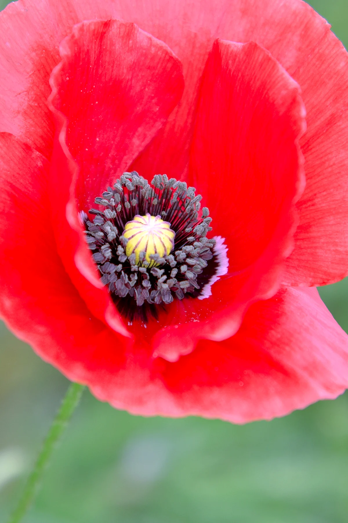 Как цветет мак. Мак Поппи. Маки Papaver. Цветок Мак Поппи. Мак снотворный красный.