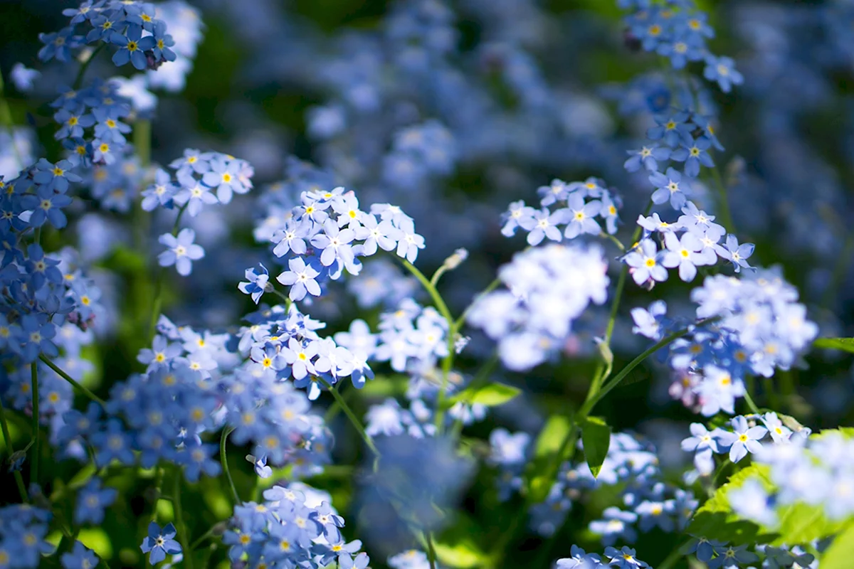 Море незабудок. Незабудка Полевая (Myosotis arvensis). Незабудка Болотная куст. Незабудка Луговая. Незабудка Лесная Полянка.