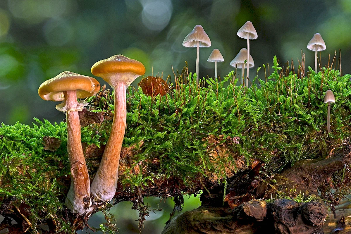 Маленькие грибы