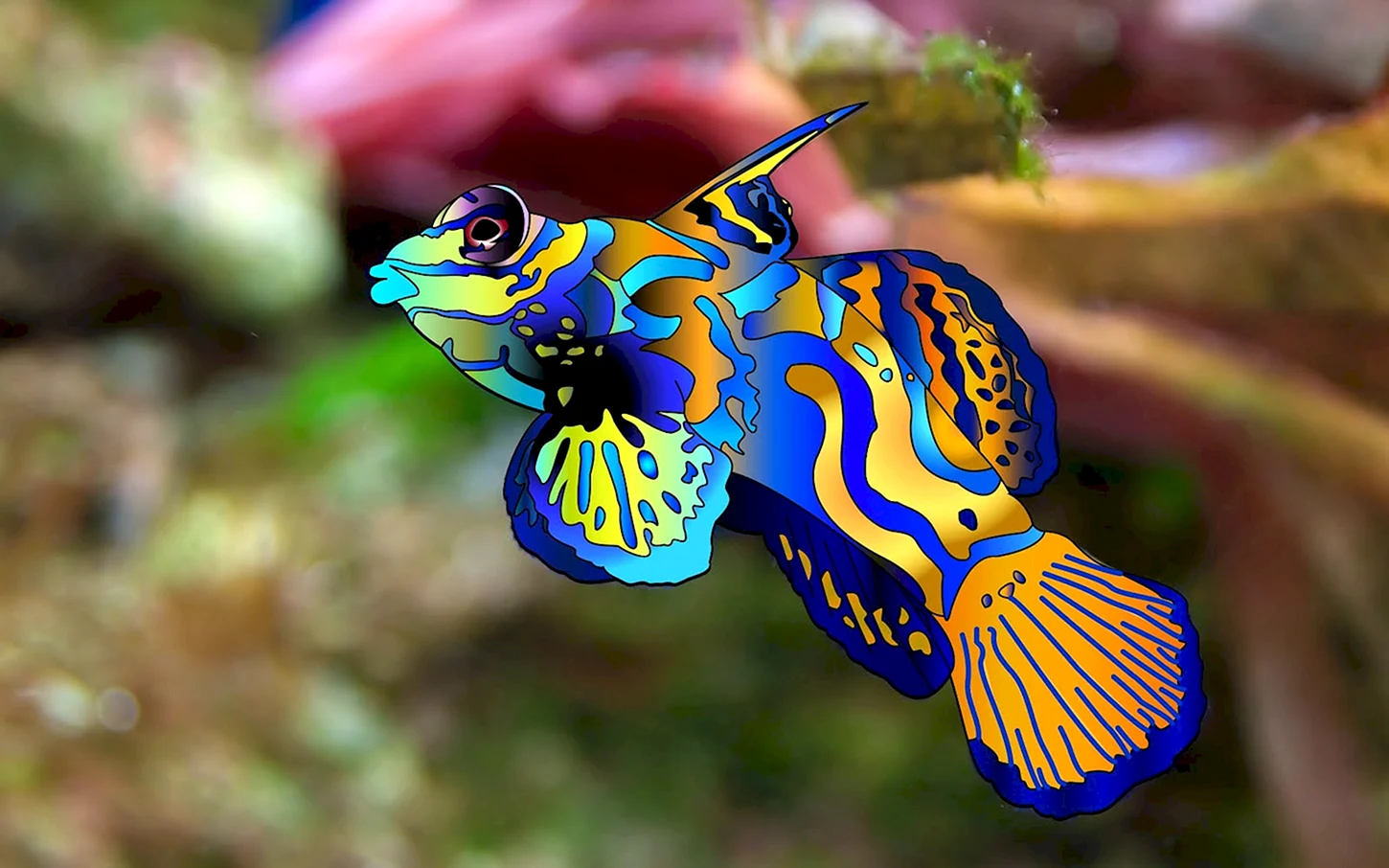 Мандаринка Synchiropus splendidus