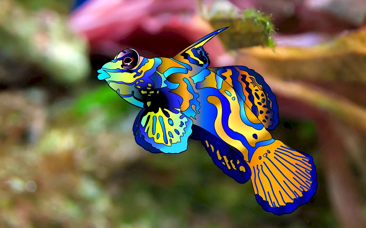 Мандаринка Synchiropus splendidus