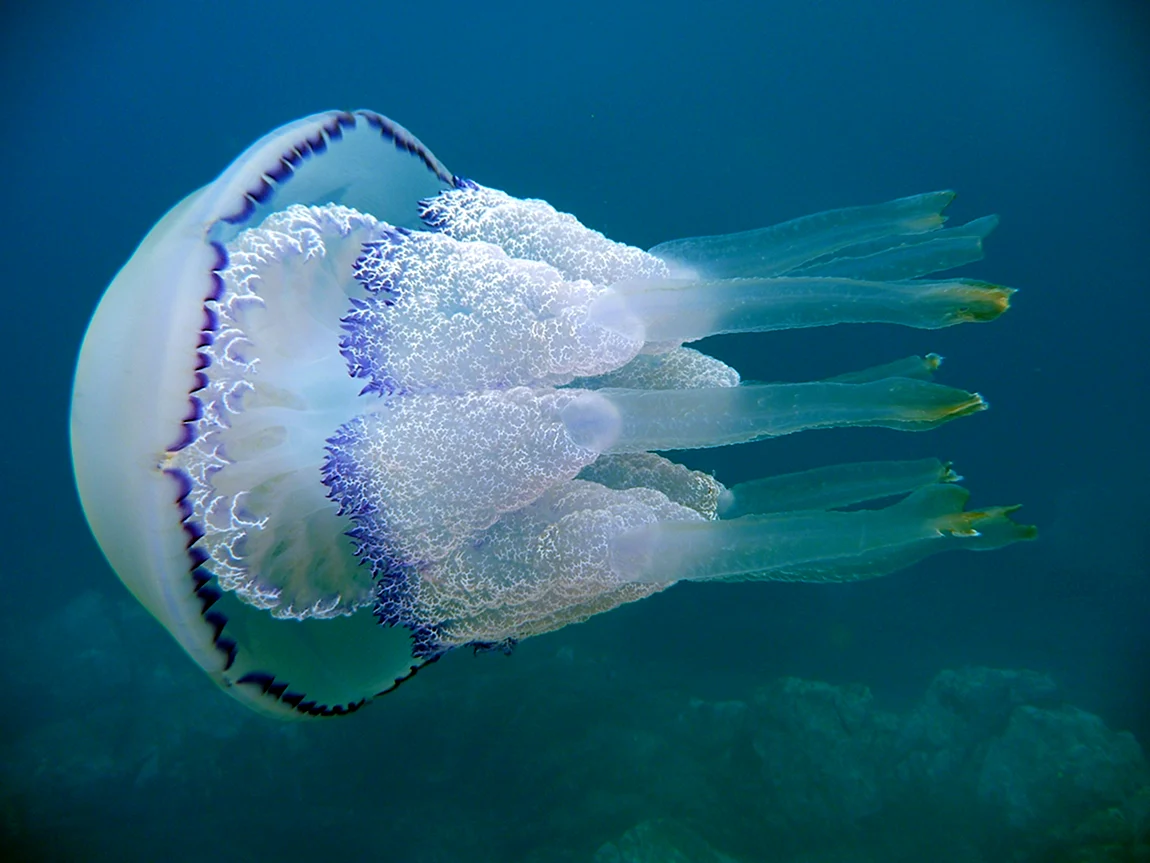 Медуза корнерот синяя
