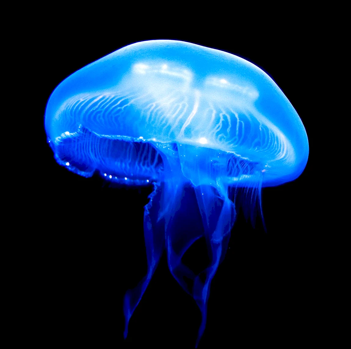 Ярко синяя медуза