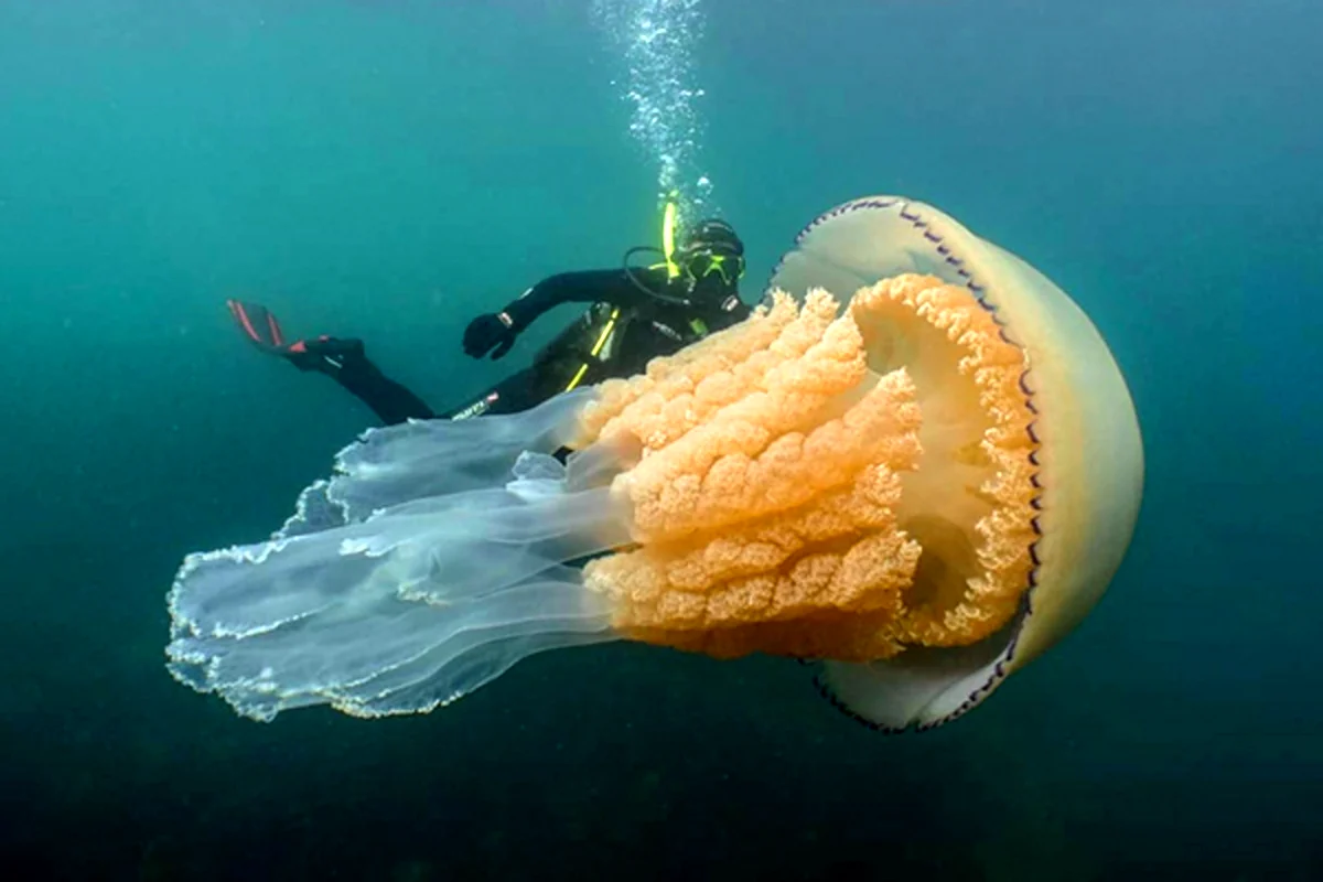 Самые необычные медузы