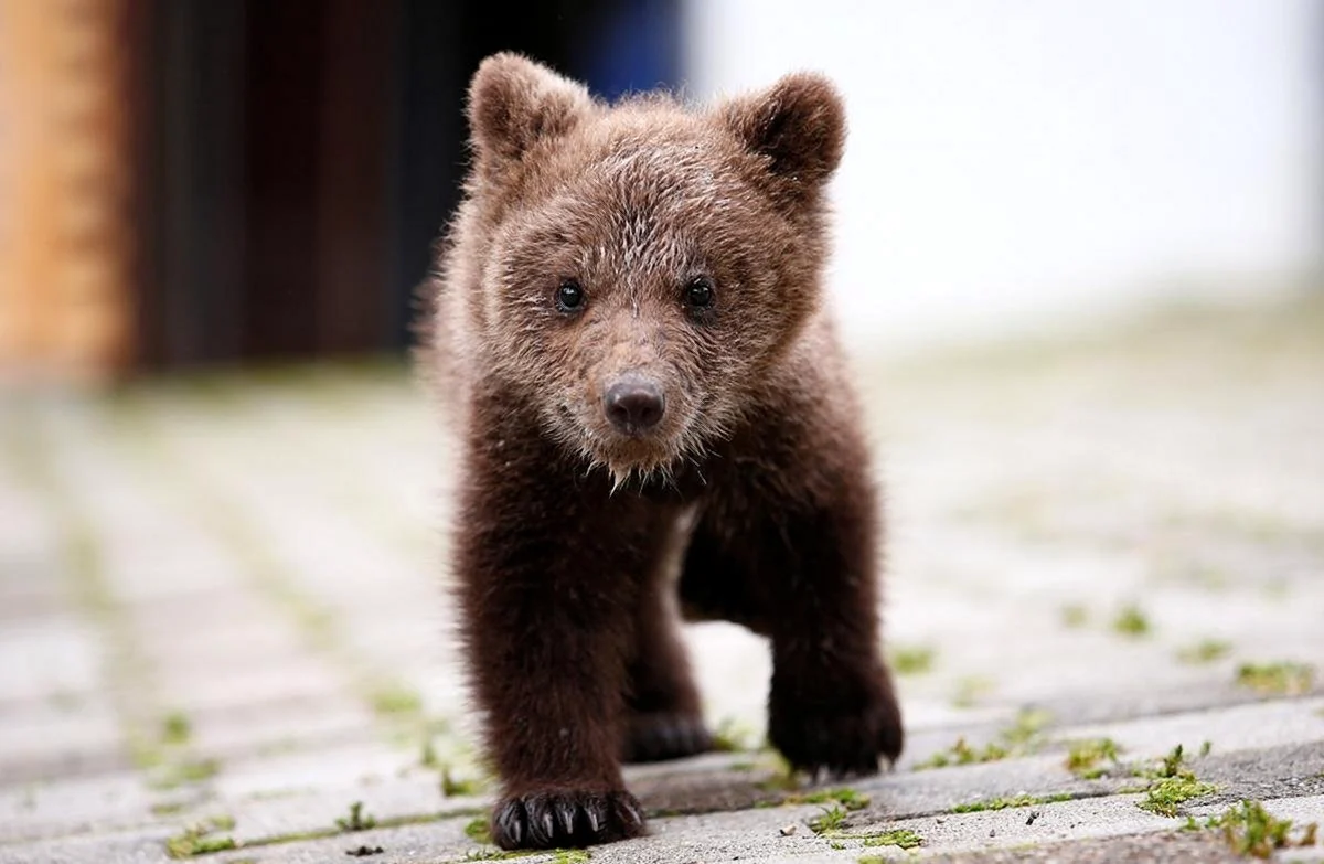 Маленький медведь