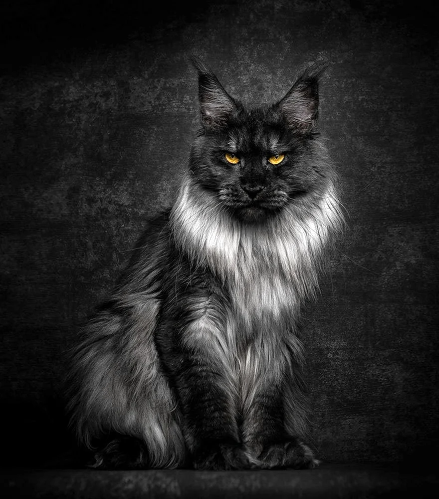 Мейн-кун